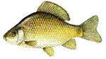http://www.tengelic.hu/kepek/turizmus/zoldut/szeles_karasz.png